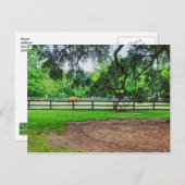 Boone Hall Stables Postcard Postkarte (Vorne/Hinten)
