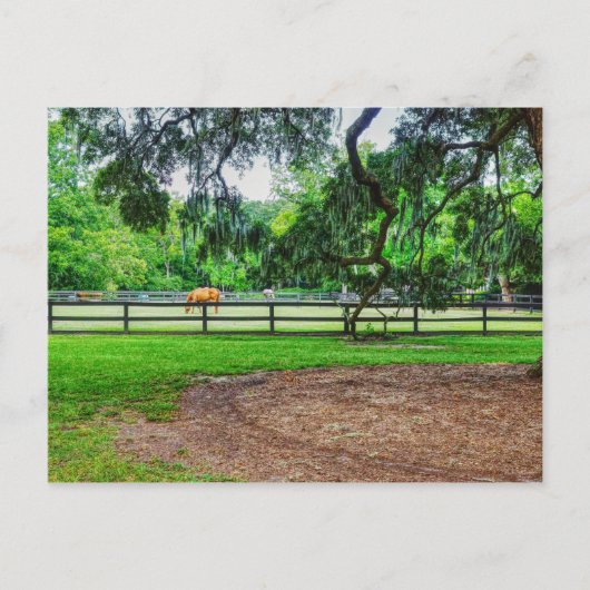Boone Hall Stables Postcard Postkarte (Vorderseite)