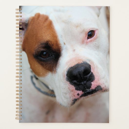 Boop 3 Ring Binder Planer (Vorderseite)