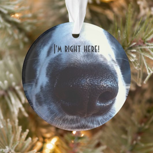 Boop My Nose Border Collie Heeler Rescue Foto Ornament (Baum)
