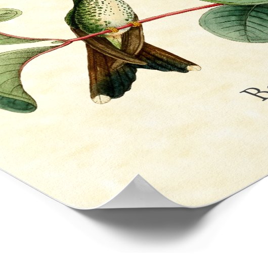 Booster Racket Schwanz Hummingbird Art Print Poster (Ecke)