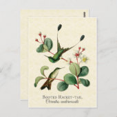 Booster Racket Schwanz Hummingbirds Art Postkarte (Vorne/Hinten)