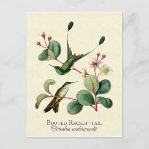 Booted Racket Tail Hummingbirds Art Postcard Postkarte