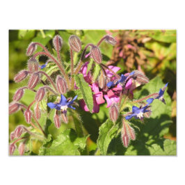 Borage (Borago officinalis) Fotodruck
