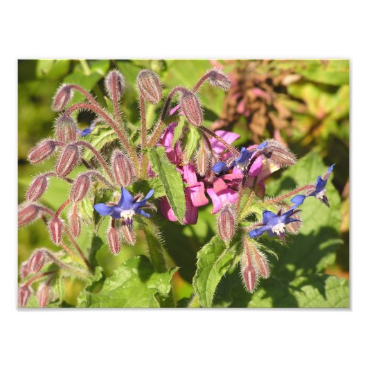 Borage (Borago officinalis) Fotodruck (Vorne)