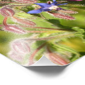 Borage (Borago officinalis) Fotodruck (Ecke)