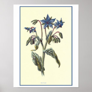 "Borage-" botanische Illustration Poster