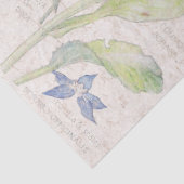 Borage-Wildblume-Blumen-Seidenpapier Seidenpapier (Detail)