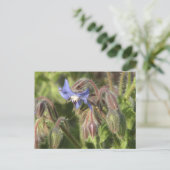 Borago officinalis Blume Postkarte (Stehend Vorderseite)