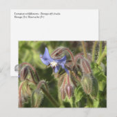 Borago officinalis Blume Postkarte (Vorne/Hinten)