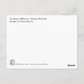 Borago officinalis Blume Postkarte (Rückseite)