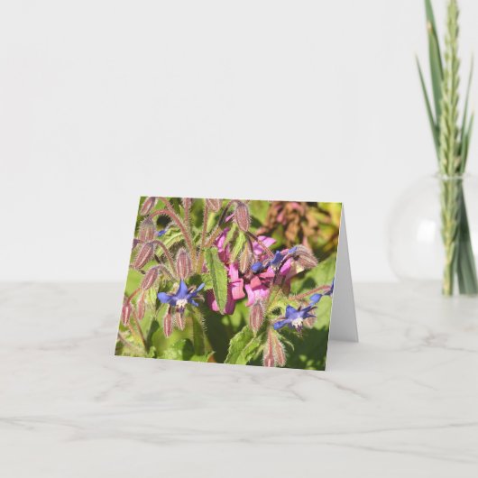 Boragokarte (Borago officinalis) Feiertagskarte (Vorderseite)