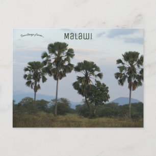 Borassus Aethiopum Palm im Camp Mvuu in Malawi Postkarte