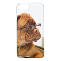 Bordeaux-Hund in den Gläsern