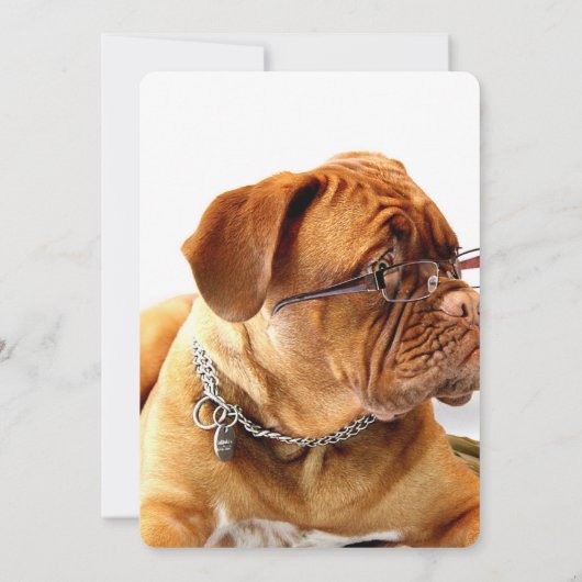 Bordeaux Mastiff, französischer Mastiff Bordeauxdo (Rückseite)