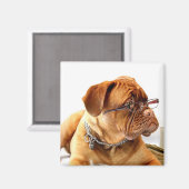 Bordeaux Mastiff, französischer Mastiff Bordeauxdo Magnet (Vorderseite/Rückseite)