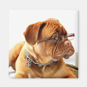 Bordeaux Mastiff, französischer Mastiff Bordeauxdo Magnet