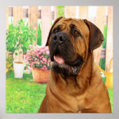 Bordeaux Mastiff Poster (Vorne)
