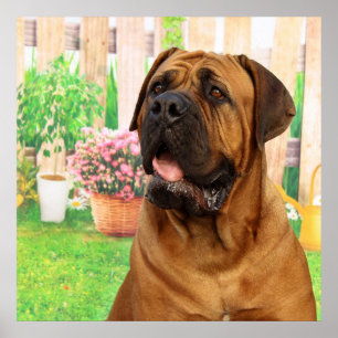 Bordeaux Mastiff Poster