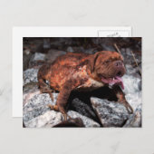 Bordeauxfrosch Postkarte (Vorne/Hinten)