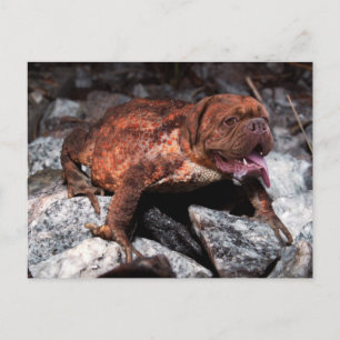 Bordeauxfrosch Postkarte