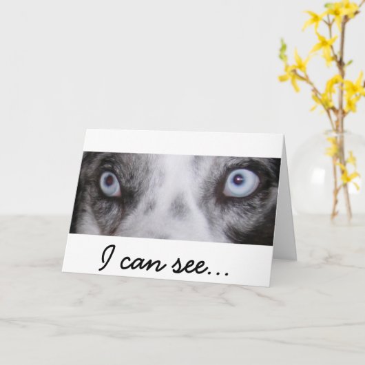 Border-Aussie Birthday Card Karte (Gelbe Blume)