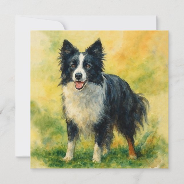 Border Collie (Vorderseite)