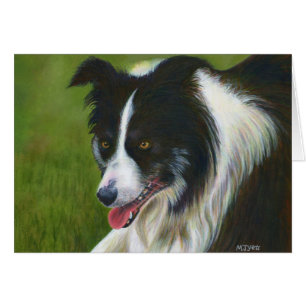 Border-Collie