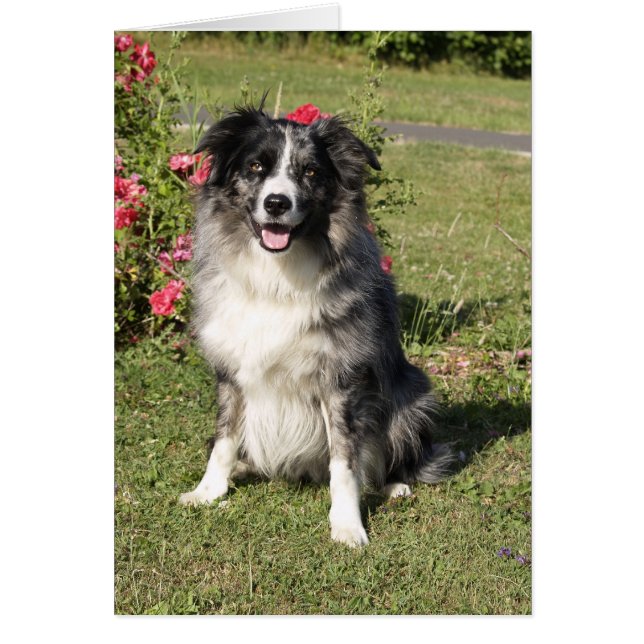 Border Collie (Vorne)