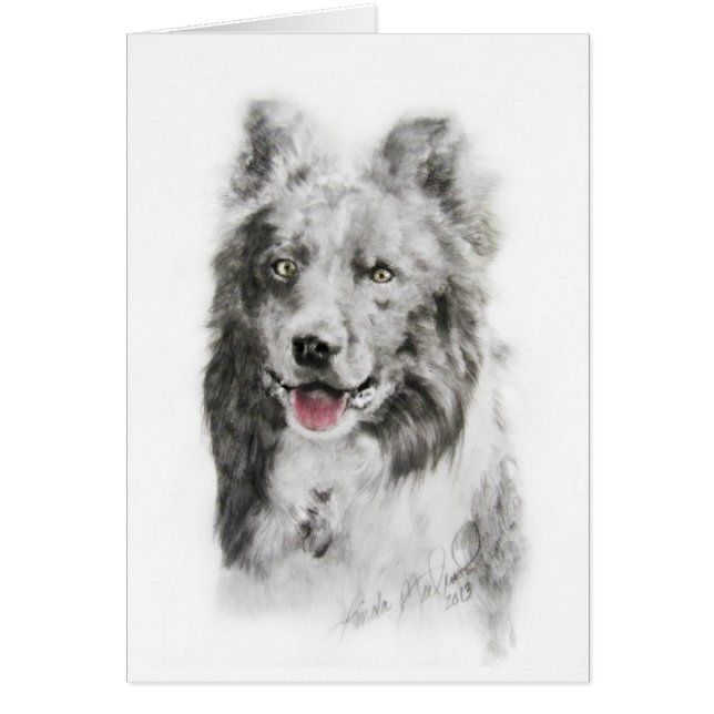 Border-Collie (Vorne)