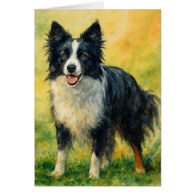 Border Collie (Vorne)