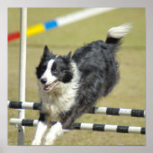 Border Collie Agility Poster (Vorne)