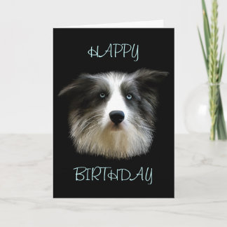 Border-Collie-alles- Gute zum Geburtstagkarte Karte