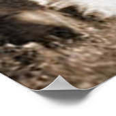 "Border Collie and Lamb"~Border Collie Poster (Ecke)