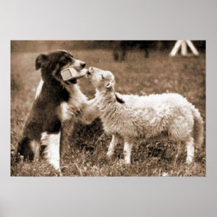 "Border Collie and Lamb"~Poster Poster