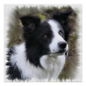 Border Collie Art Poster (Vorderseite)