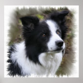 Border Collie Art Poster (Vorne)