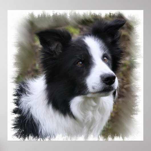 Border Collie Art Poster (Vorne)