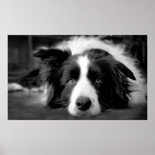 Border Collie Augen Poster (Vorne)