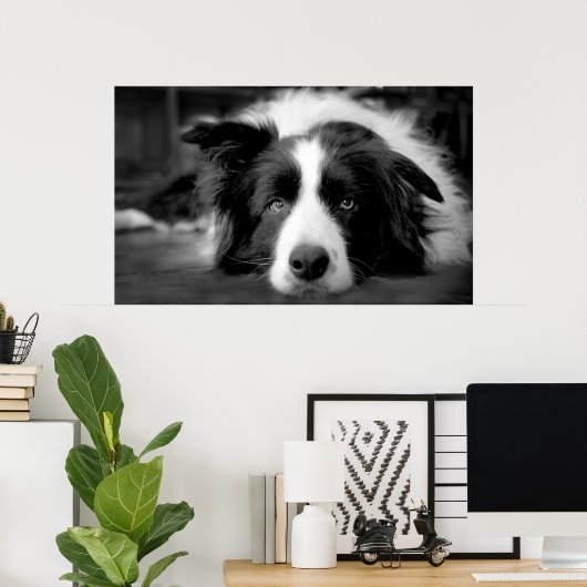 Border Collie Augen Poster (Heimbüro)