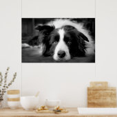 Border Collie Augen Poster (Küche)