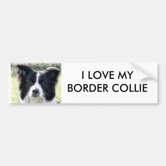 Border-Collie Autoaufkleber (Vorne)