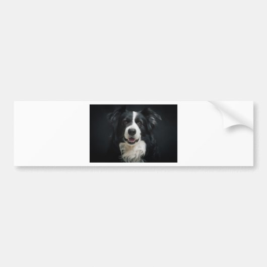 Border-Collie Autoaufkleber (Vorne)