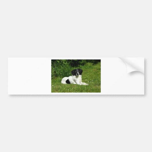 Border Collie Autoaufkleber (Vorne)