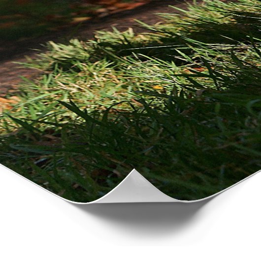 Border Collie Autumn Standing Poster (Ecke)