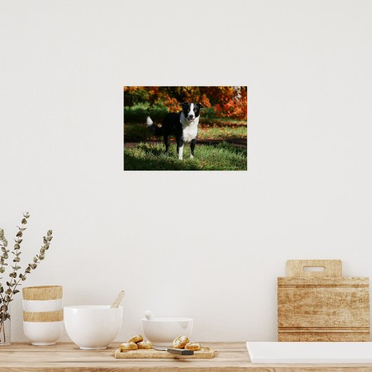 Border Collie Autumn Standing Poster (Küche)