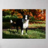 Border Collie Autumn Standing Poster (Vorne)