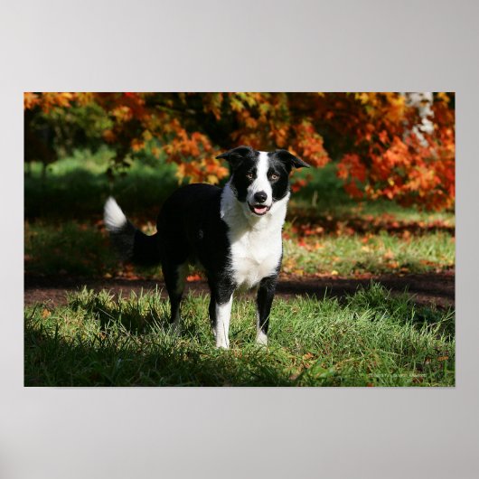 Border Collie Autumn Standing Poster (Vorne)