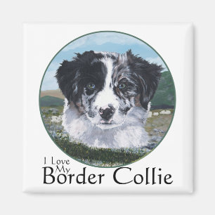 Border Collie bei der Arbeit Magnet