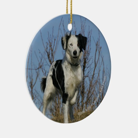 Border-Collie-Bein angehoben Keramikornament (Rechts)